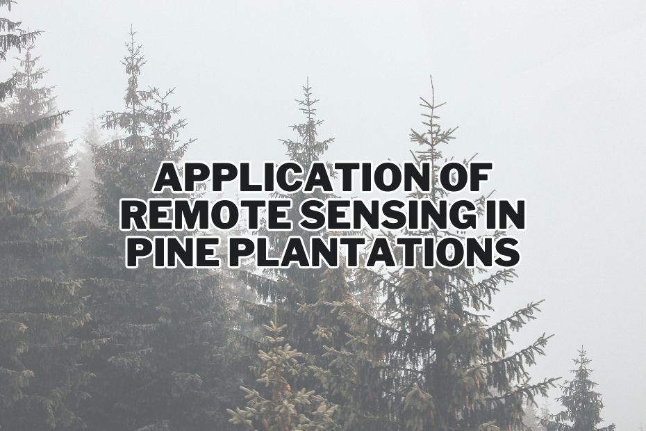 Application of Remote Sensing In Pine Plantations