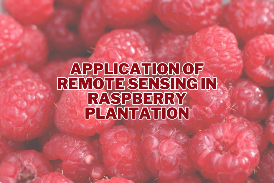 Application of Remote Sensing In Raspberry Plantation