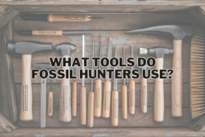 What Tools Do Fossil Hunters Use